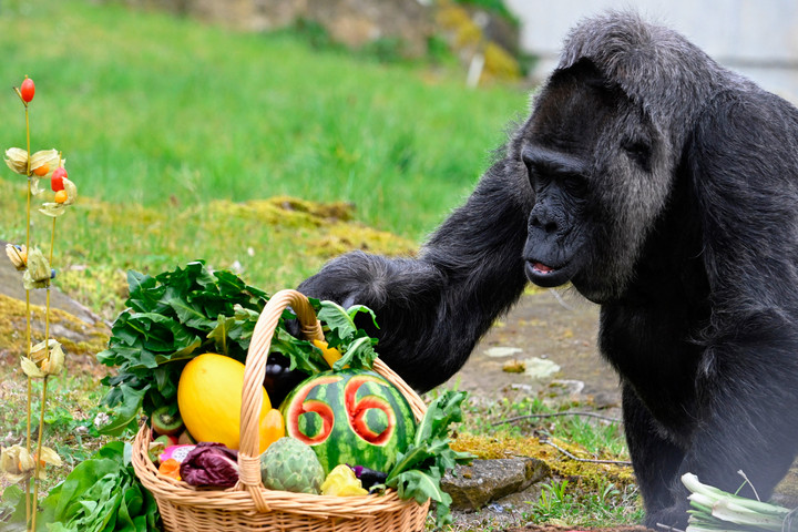 Fotó: AFP/Tobias Schwarz 66 éves lett a világ legidősebb állatkerti gorillája