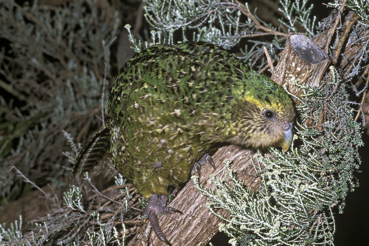 Fotó: GERALD CUBITT / BIOSPHOTO / BIOSPHOTO VIA AFP A kakapó régi és mai étrendje