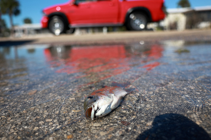 Fotó: Getty Images via AFP/Getty Images North America/Joe Raedle Utánfutóval szórt szét egy tonna rothadó haltetemet egy férfi a hajdúsági termőföldön