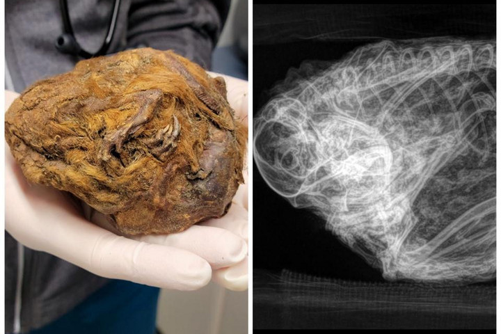 Fotó: ScienceAlert Rejtélyes, harmincezer éves mumifikált lényre bukkantak