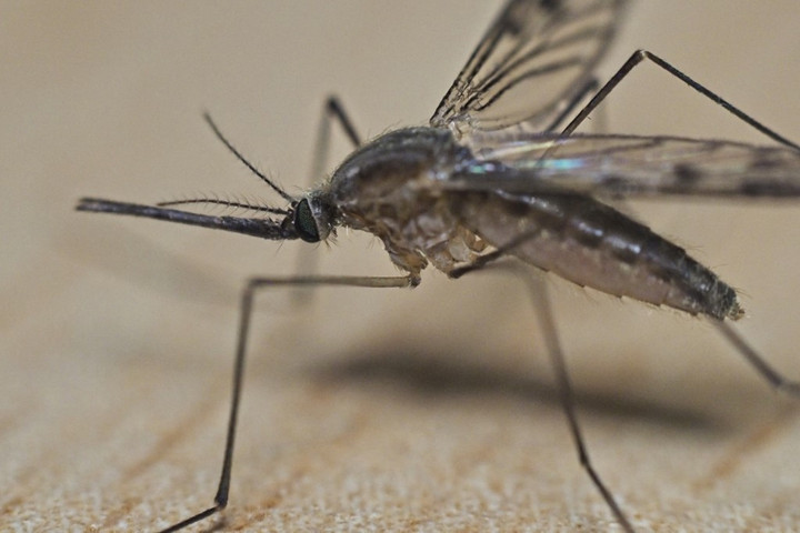 Kilenc vármegyében és a fővárosban folytatódik a szúnyogirtás