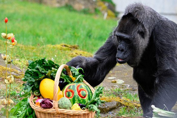 66 éves lett a világ legidősebb állatkerti gorillája
