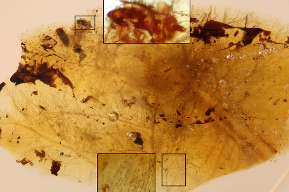 Dinótollon élő bogarat találtak egy borostyánban