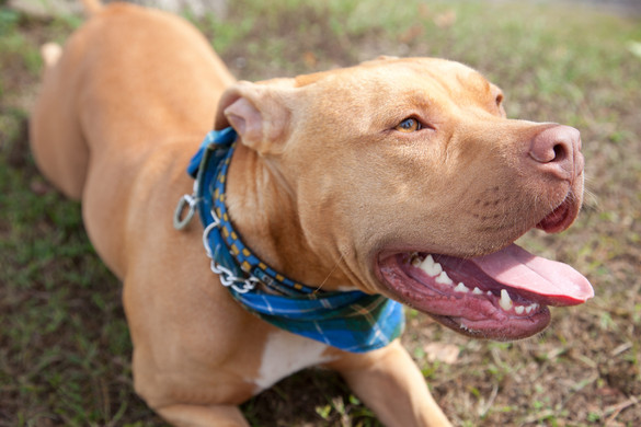 Hős pitbull mentett meg egy gyereket a mérges kígyótól
