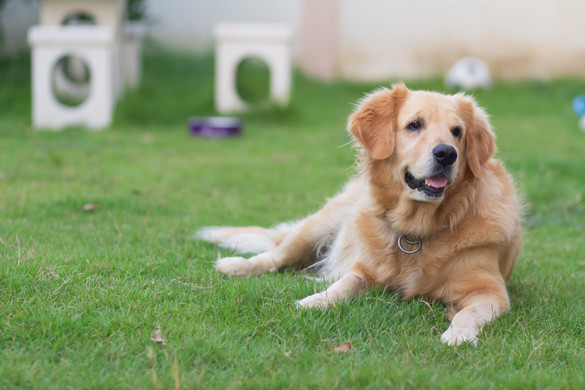 Visszafordíthatatlan kárt okozhat a kutyákban az egyik legalattomosabb betegség