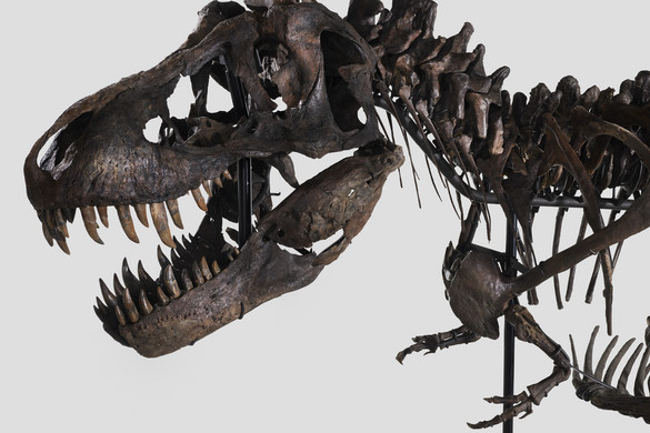 A kutatók szerint teljesen máshogy néztek ki a T.rexek fogai, mint azt eddig hittük
