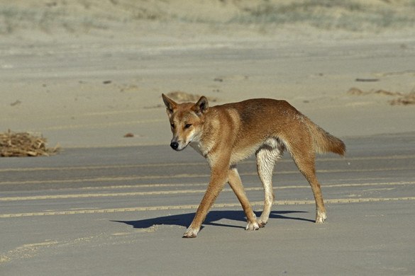 Dingó harapott meg és vonszolt a tengerbe egy kisfiút Ausztráliában