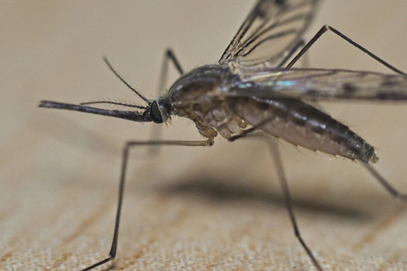 Katasztrófavédelem: Befejeződött az idei szúnyoggyérítési program