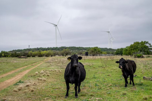 Megcsonkított szarvasmarhákat találtak Texasban