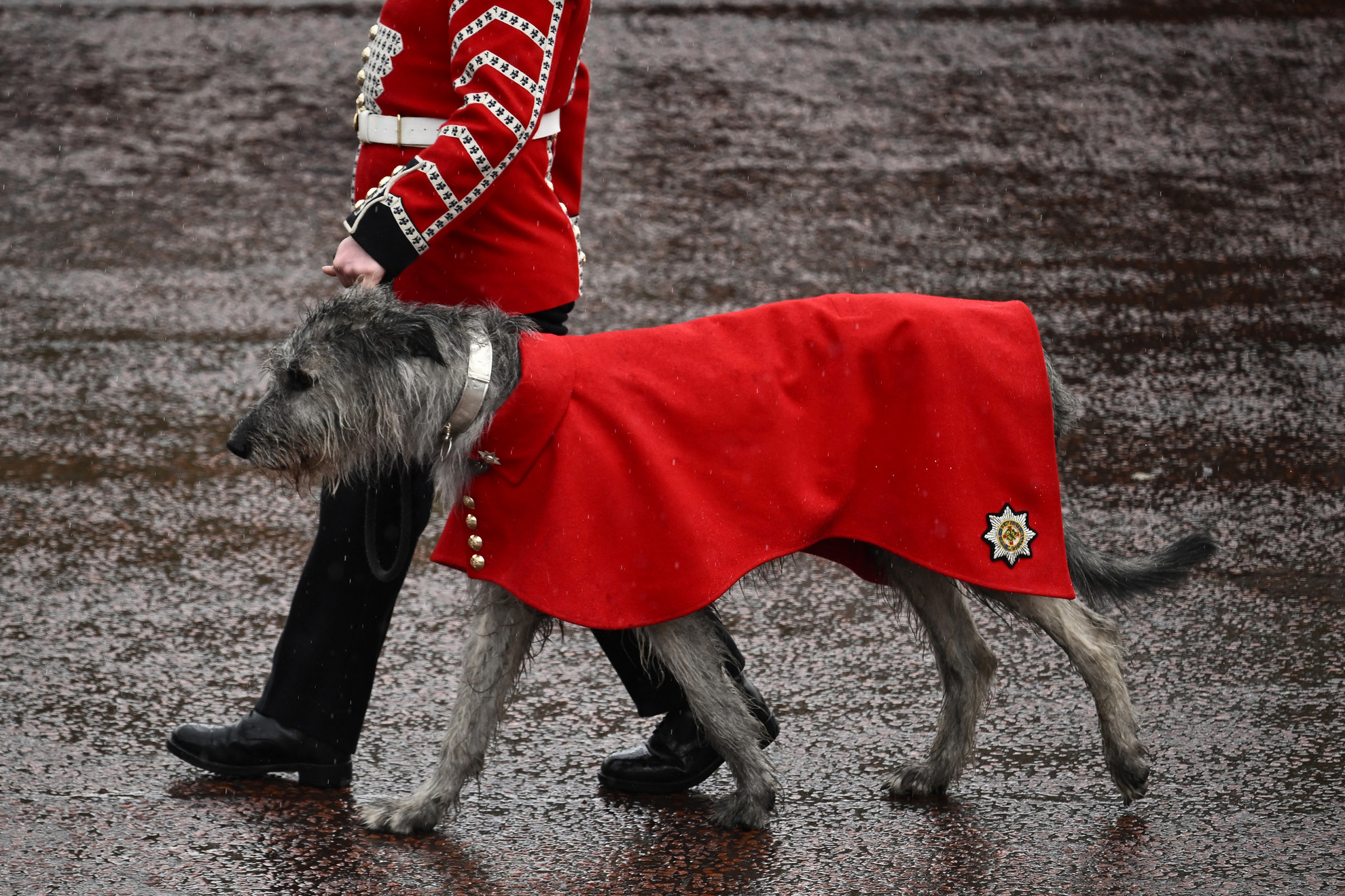 Fotó: AFP/Marco Bertolrello Az Ír Gárda kabalakutyája, Seamus a Buckingham-palota előtt