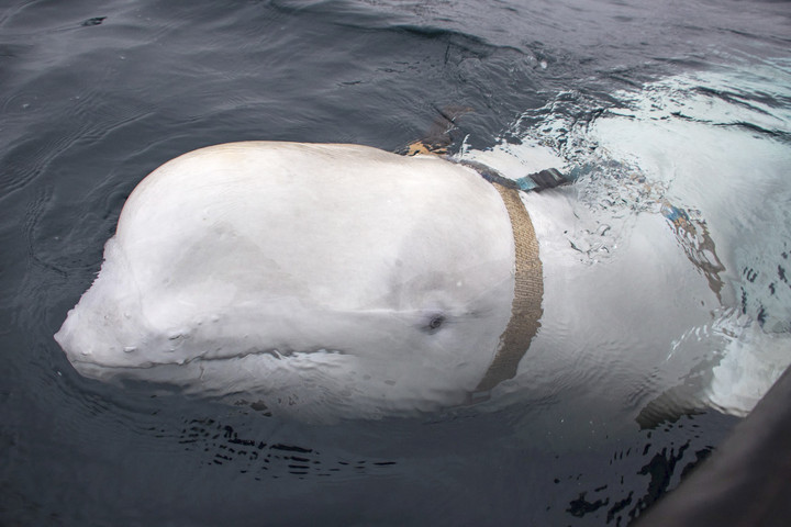 Fotó: AFP/NTB Scanpix/Norwegian Directorate of Fisheries/Jorgen Ree Wiig Egy állítólagos orosz kémbálnát észleltek Svédország partjainál