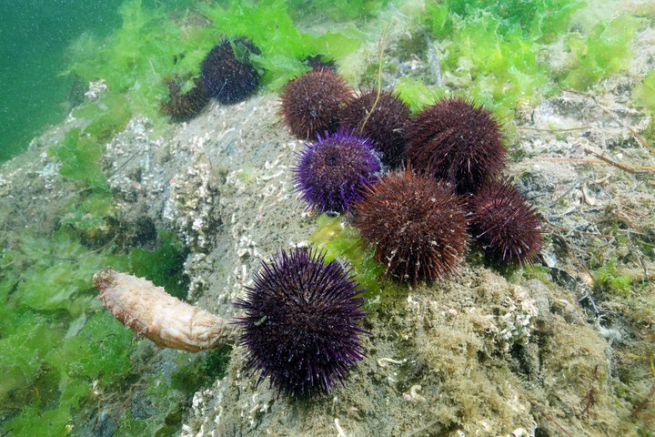 Tömegesen pusztulnak a tengeri sünök a Vörös-tenger korallzátonyain