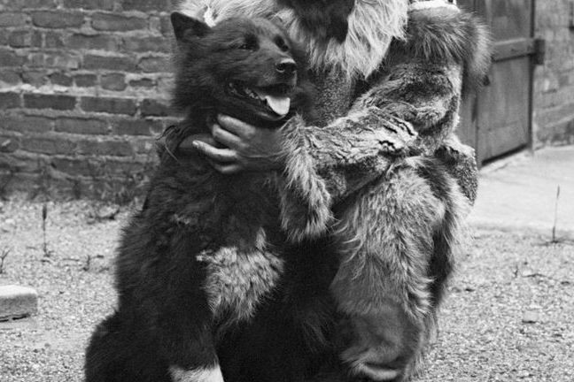 Ebben különbözött Balto, a legendás szánhúzó genetikája a mai kutyákétól