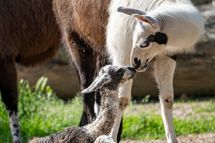 Fotó: Facebook/Zoo Debrecen Tarka lámacsikó született a debreceni állatkertben