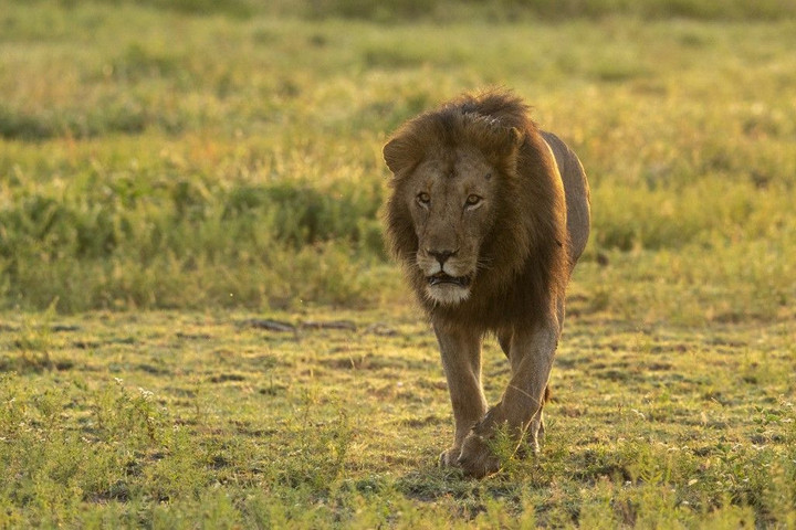 Megöltek hat oroszlánt Kenyában