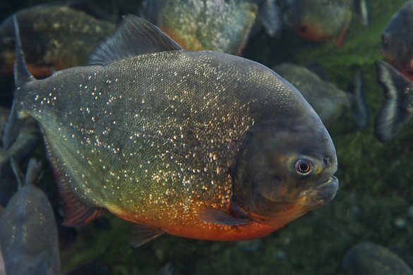 Piranharaj támadt a fürdőzőkre