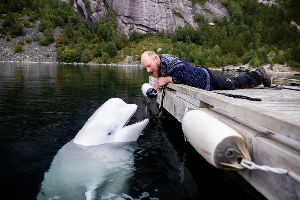 A gyanúsított orosz kém, a beluga ismét visszatért