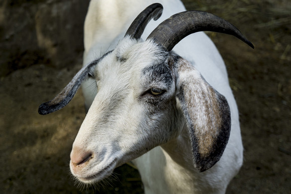 Elszabadult kecskék rémisztgetik az autósokat Mátyásföldön