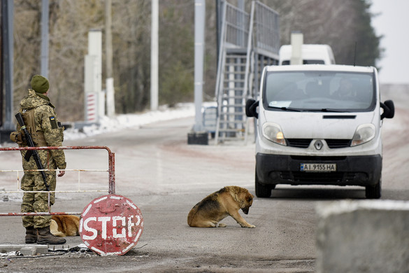 Sok ezer kutyát és macskát mentettek meg a halál torkából az önkéntesek