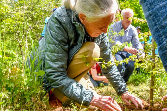 Faültetés Jane Goodall-lal