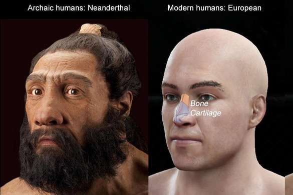 Az orrunk alakjáért felelős gént a neandervölgyiektől örököltük