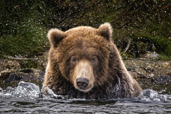 Egyedülálló videón sikerült megörökíteni két grizzly medve vérre menő összecsapását + VIDEÓ