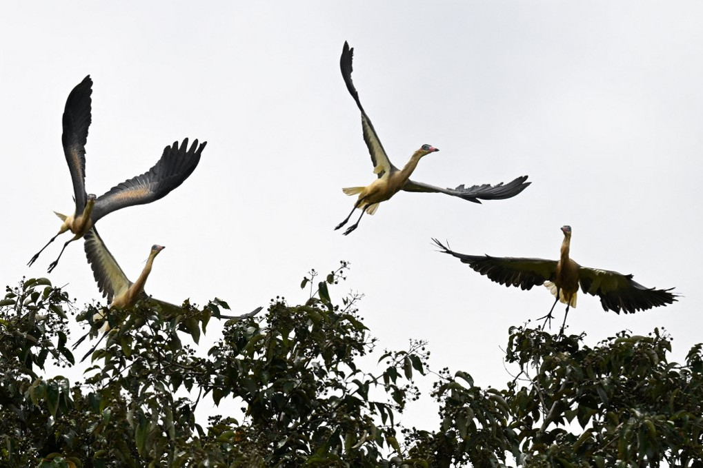 Madarak repülnek fel a kolumbiai San Jose del Guaviare-ben 2023. június 1-jén