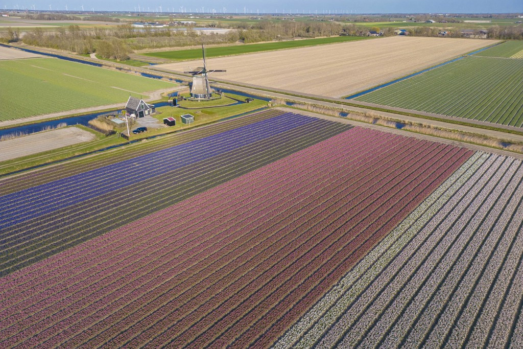 Tulipánmezők, különböző színekben, a holland Észak-Hollandia tartományban, hagyományos holland szélmalmokkal