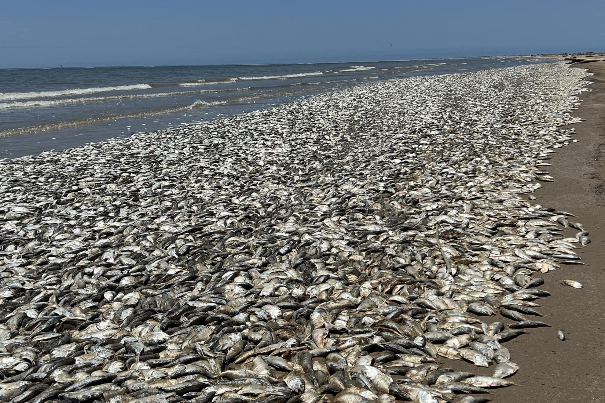 Elpusztult halak ezreit mosta partra a víz a Texasi-öböl partvidékén az Egyesült Államokban 2023. június 11-én. Texas Brazoria és Quintana megyéjének tisztviselői szerint várhatóan még több ezer halat fog holtan partra mosni a víz. A hatóságok vizsgálják, hogy a halak pusztulásának oka a tengerszennyezés vagy az óceánvíz felmelegedése miatt a part menti vizek alacsony oxigénszintje.