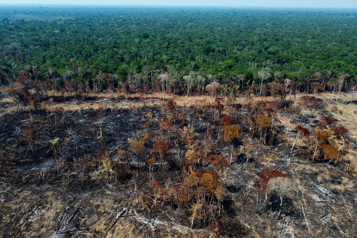 Jelentősen visszaesett az erdőirtás az Amazonas-vidéken