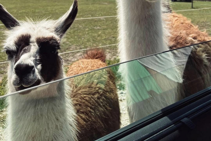 Fotó: Facebook A hatalmas vihar miatt több állat is elpusztult a nagykőrösi szafariparkban