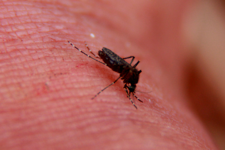 Az oroszok szerint Ukrajna szúnyogokat vet be biológiai fegyverként