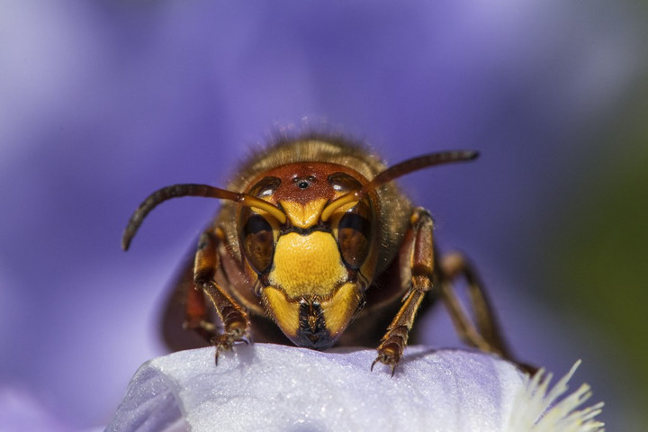 Fotó: Stephane Vitzthum / Biosphoto / Biosphoto via AFP Az egérméretű japán lódarázs csípése nagyon veszélyes