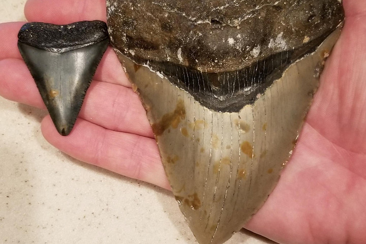 A Megalodon melegvérű volt, ez vezetett a kihalásához