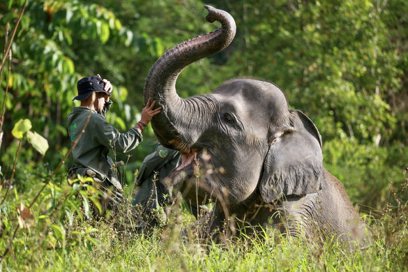 Jelzőrendszer segít megelőzni a vadon élő elefántok és az emberek konfliktusait Délnyugat-Kínában