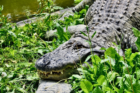 Először mutatták ki a szűznemzést krokodilnál