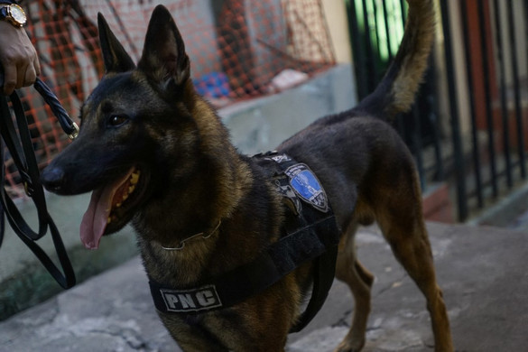 Már a második rendőrkutya pusztult el egy felforrósodott autóban