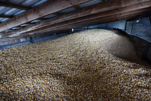 Nagy István: Szeptember 15. után is tiltani kellene az ukrán gabona behozatalát
