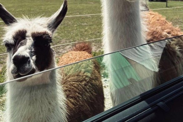 A hatalmas vihar miatt több állat is elpusztult a nagykőrösi szafariparkban