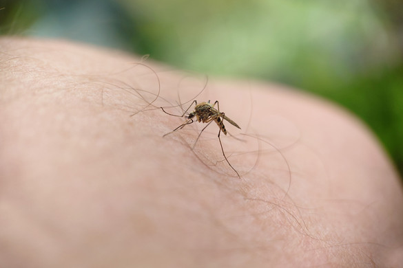 Magyarországon is megjelent a rettegett szúnyogfaj, ezeket a betegségeket terjeszthetik