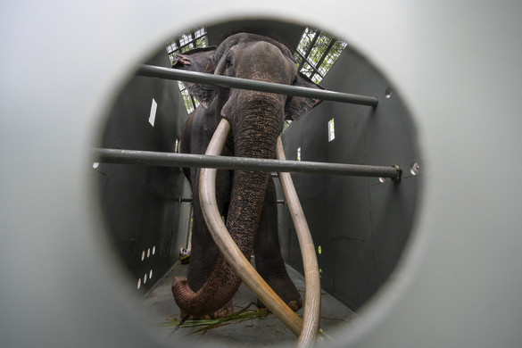 Hazatér Thaiföldre egy beteg elefánt Srí Lankáról