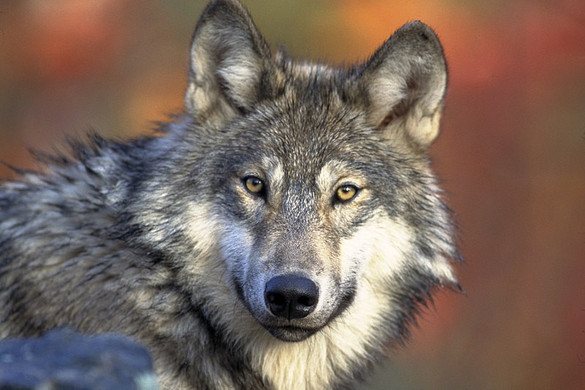 A farkasok ugyanúgy képesek felismerni az emberi hangokat, mint a kutyák