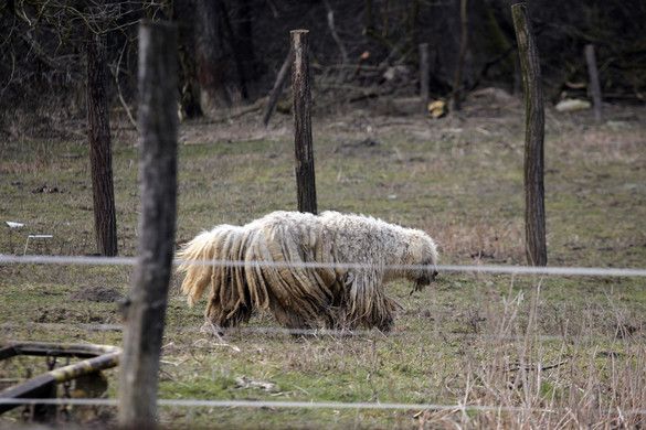 Magyar kutyafajták nevét kapta egy exobolygórendszer