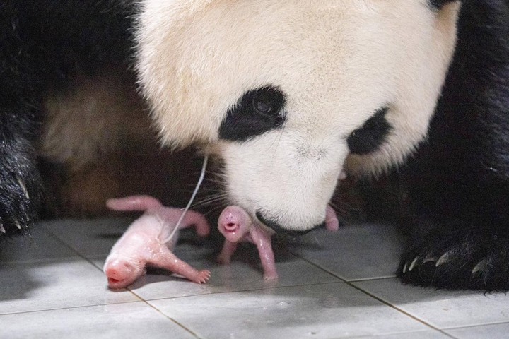 Fotó: Xinhua via AFP/Everland Resort Először születtek pandaikrek Dél-Koreában