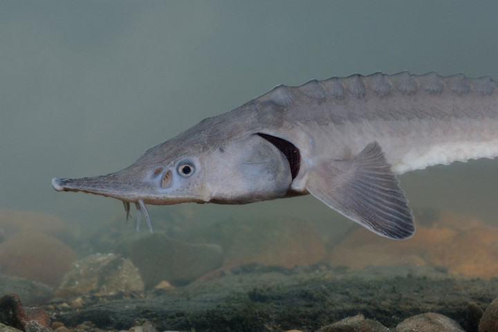 Fotó: Biosphoto via AFP/Biosphoto/Hugo Willocx Harminc kilométerre vándorolt el az Esztergomnál megjelölt kecsege