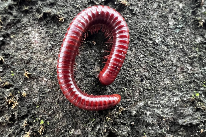 Új ezerlábúfajt fedeztek fel Kaliforniában