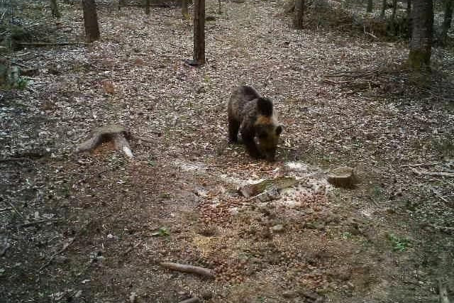 Fotó: Aggteleki Nemzeti Park Facebook-oldala Óriási barna medvék járnak a Bükkben