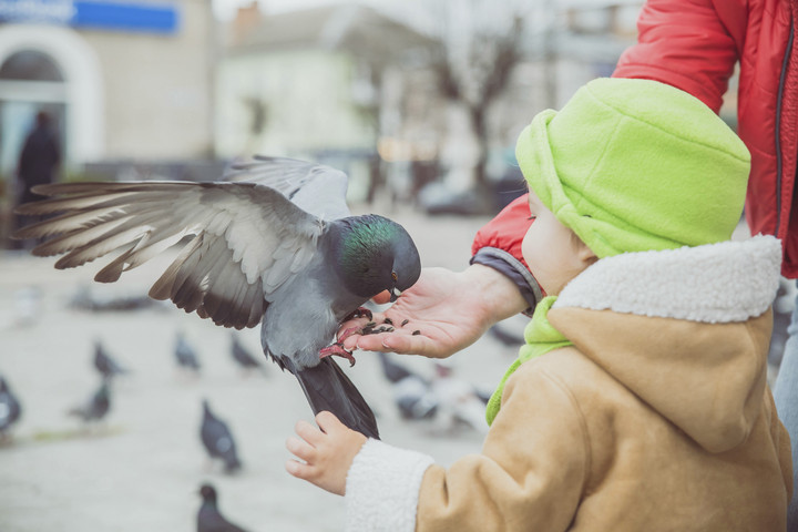 Fotó: NorthFoto Miért nem látni soha kisgalambokat?