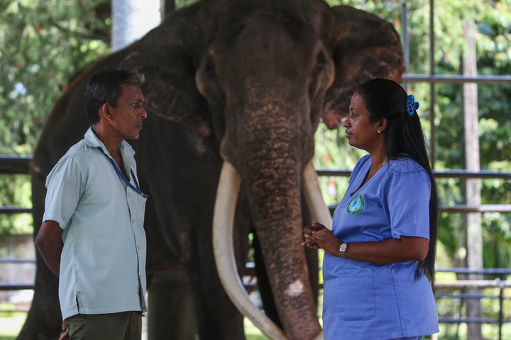 Megérkezett Thaiföldre egy elhanyagolt, beteg elefánt Srí Lankáról