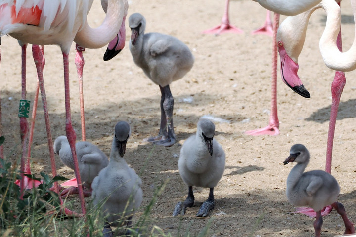 Flamingófiókák lepik el a budapesti Állatkertet